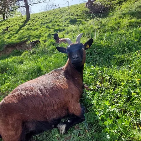 Zur Hofreite 5 Appartamento